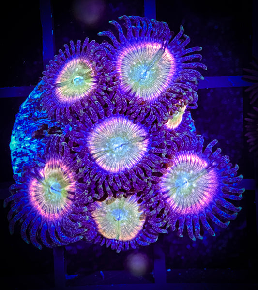 WYSIWYG Kung Fu Zoa Zoanthids 10C2