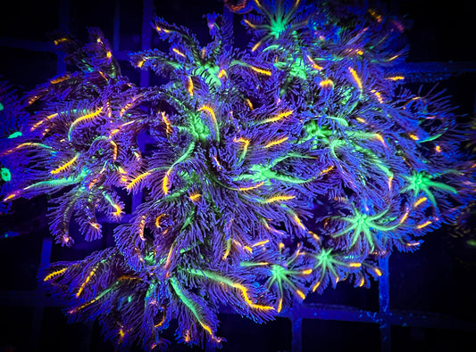 WYSIWYG Fireworks Clove Polyps Large Frag 06D4