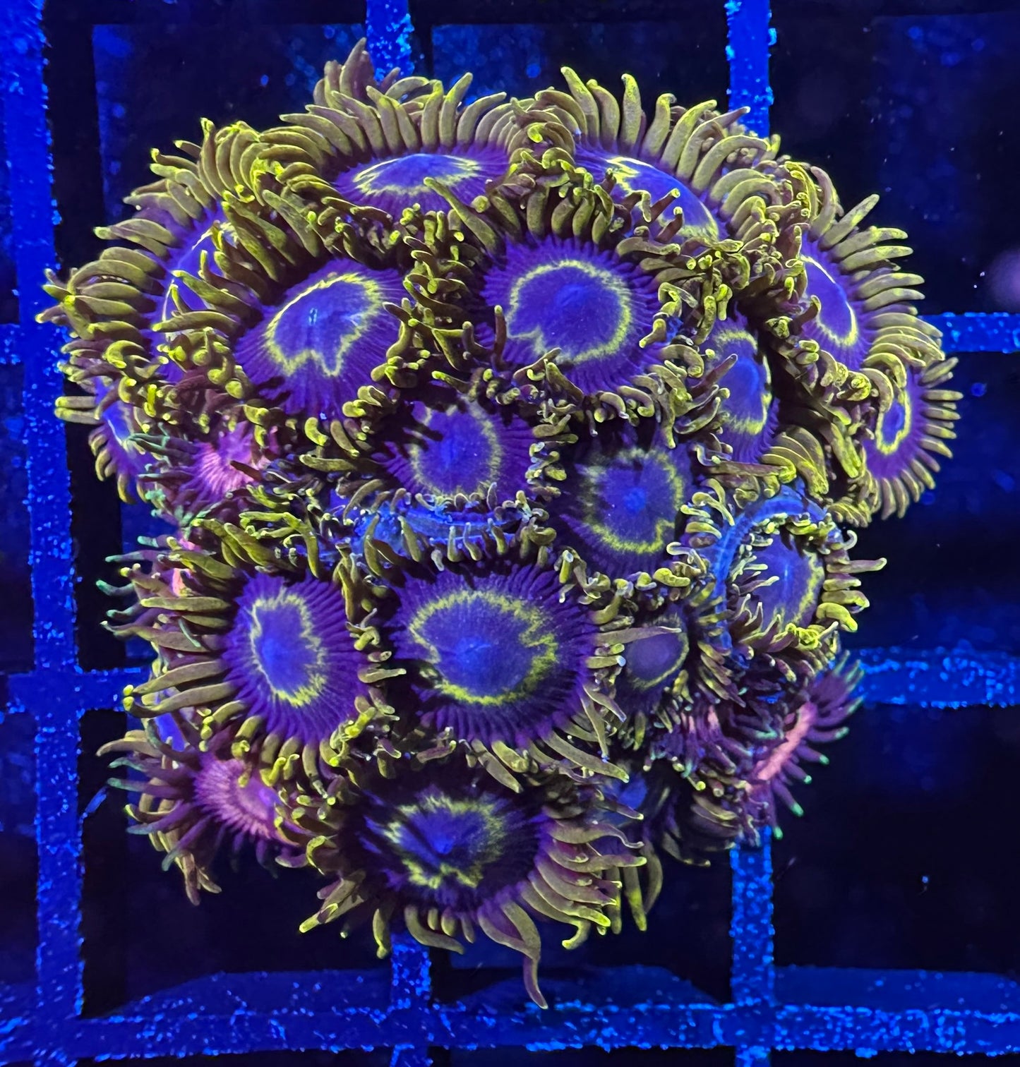 WYSIWYG Yellow/Purple Hornets and Dragonfruit Bloosom Combo Zoanthids 10C3