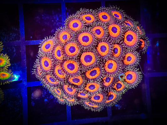 WYSIWYG Watermelon Zoanthids Colony 10E3