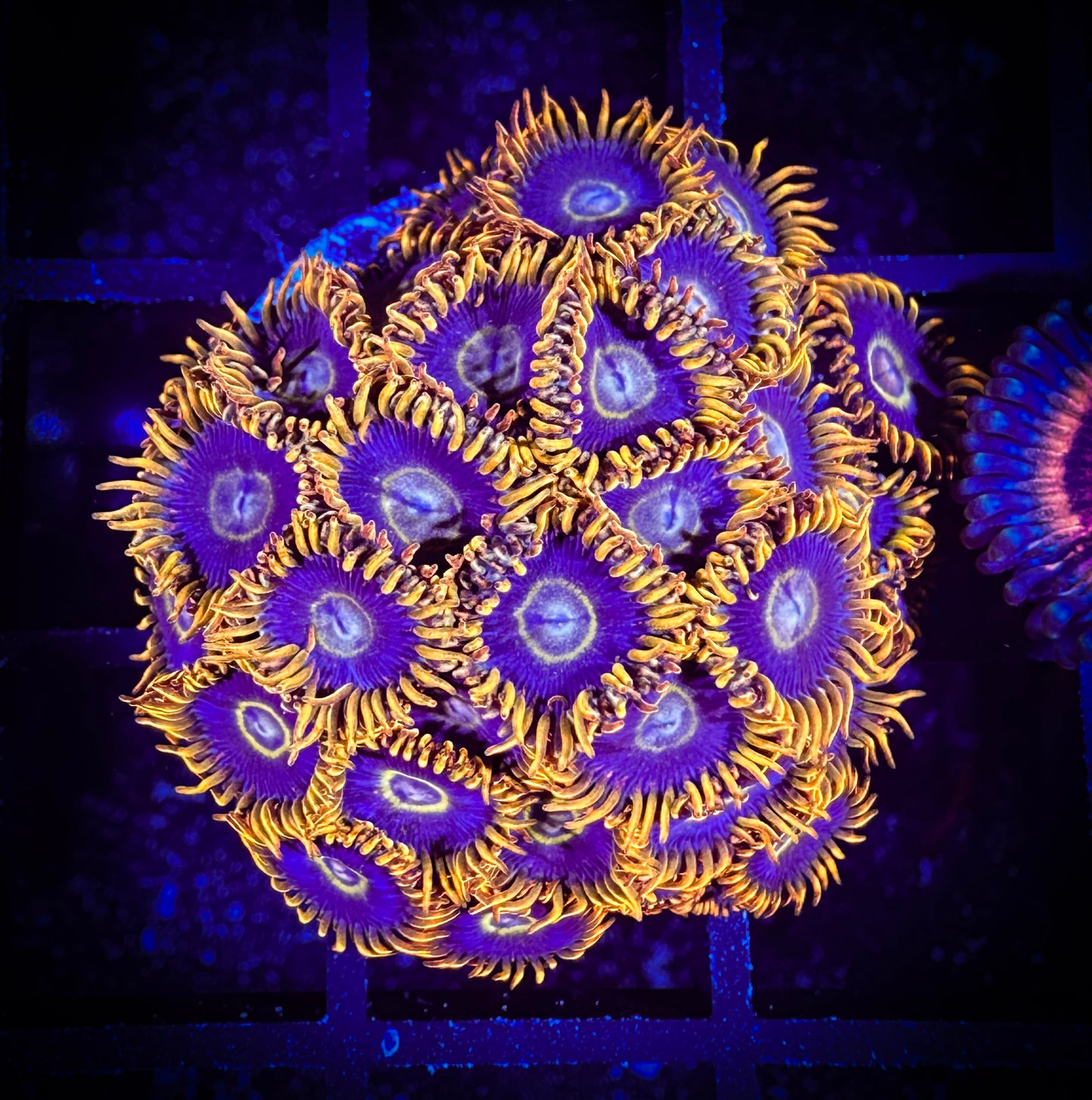 WYSIWYG Rainbow Hornets Zoanthids Colony 10C4