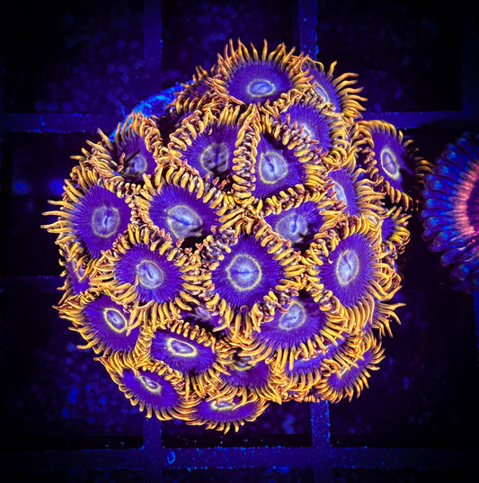 WYSIWYG Rainbow Hornets Zoanthids Colony 03F2