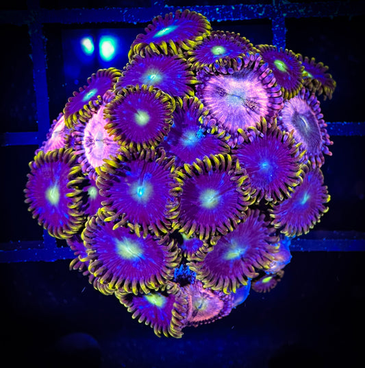 WYSIWYG WWC Halle Berry and Blue Horizons Combo 10C4