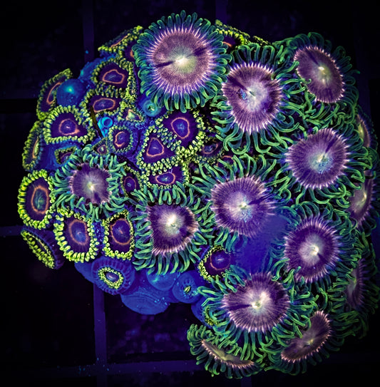 WYSIWYG Kingdom Hearts and Lazer Lemon Combo Zoanthids 10D1