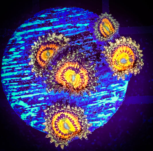 WYSIWYG Rainbow Incenerator Zoanthids 04D4