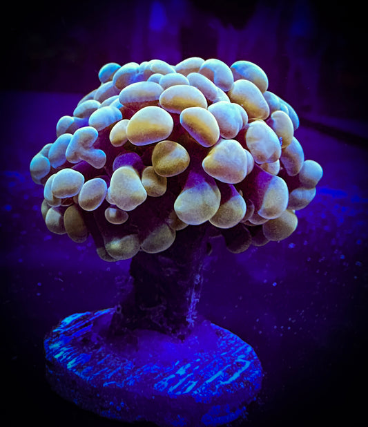 WYSIWYG Gold Branching Hammer Coral, 2 Heads 10D1