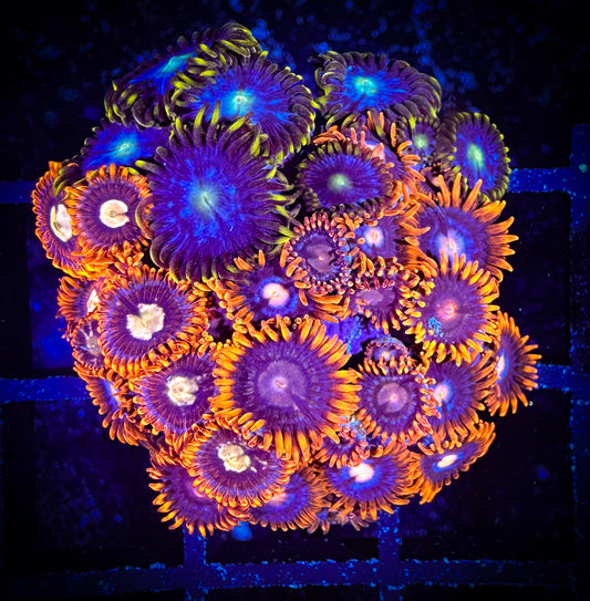 WYSIWYG GC Goldeneye and Blue Horizons Combo 10D1