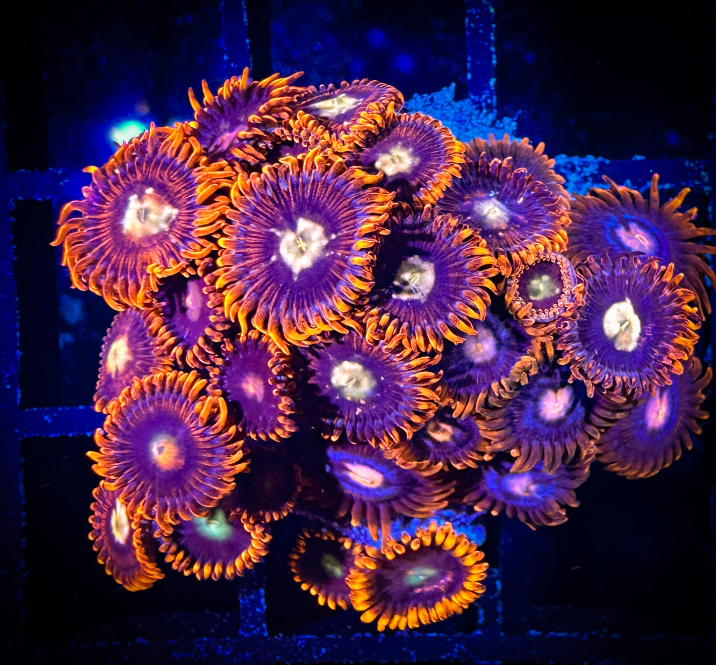 WYSIWYG GC Goldeneye and Pink Eyes Combo Zoanthids 10D2