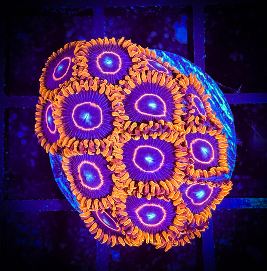 WYSIWYG Red Hornets Zoanthids Large Frag 05A3