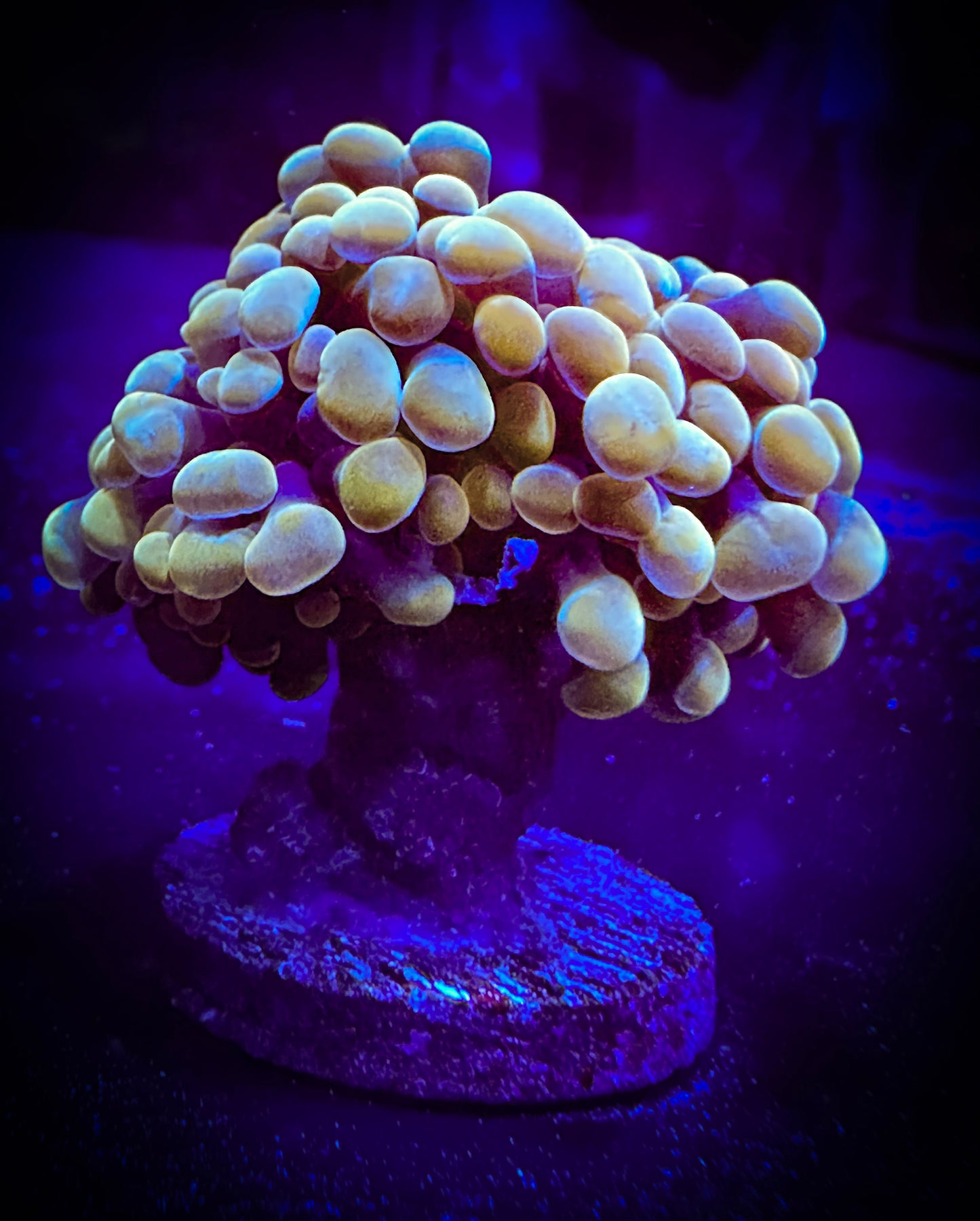 WYSIWYG Gold Branching Hammer Coral, 2 Heads 10D2