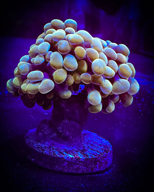 WYSIWYG Gold Branching Hammer Coral, 2 Heads 10D2