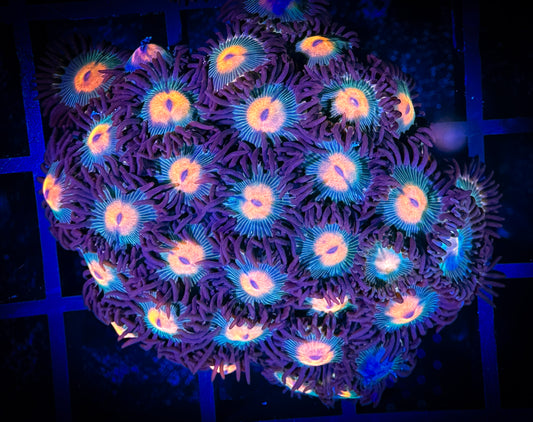 WYSIWYG Red haired Gorilla Nipples Zoanthids 10D2