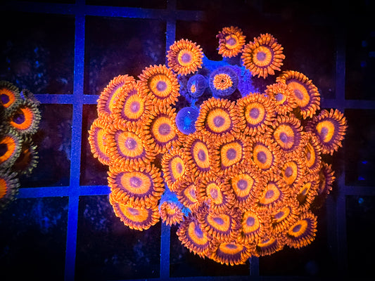 WYSIWYG CB Orange Hornets AKA Oxides Zoanthids Colony 03A2