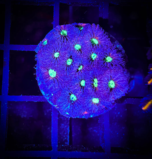 WYSIWYG Bright Eyed Purple War Coral (Favities) 10D3