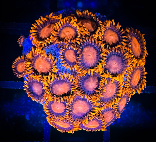 WYSIWYG Bam Bams Zoanthids Large Frag 10D3