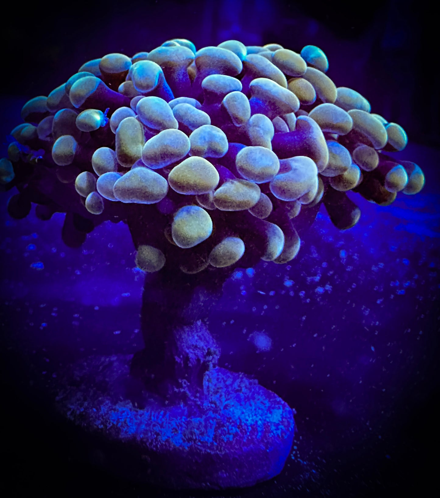 WYSIWYG Gold Branching Hammer Coral, 2 Heads 10D3