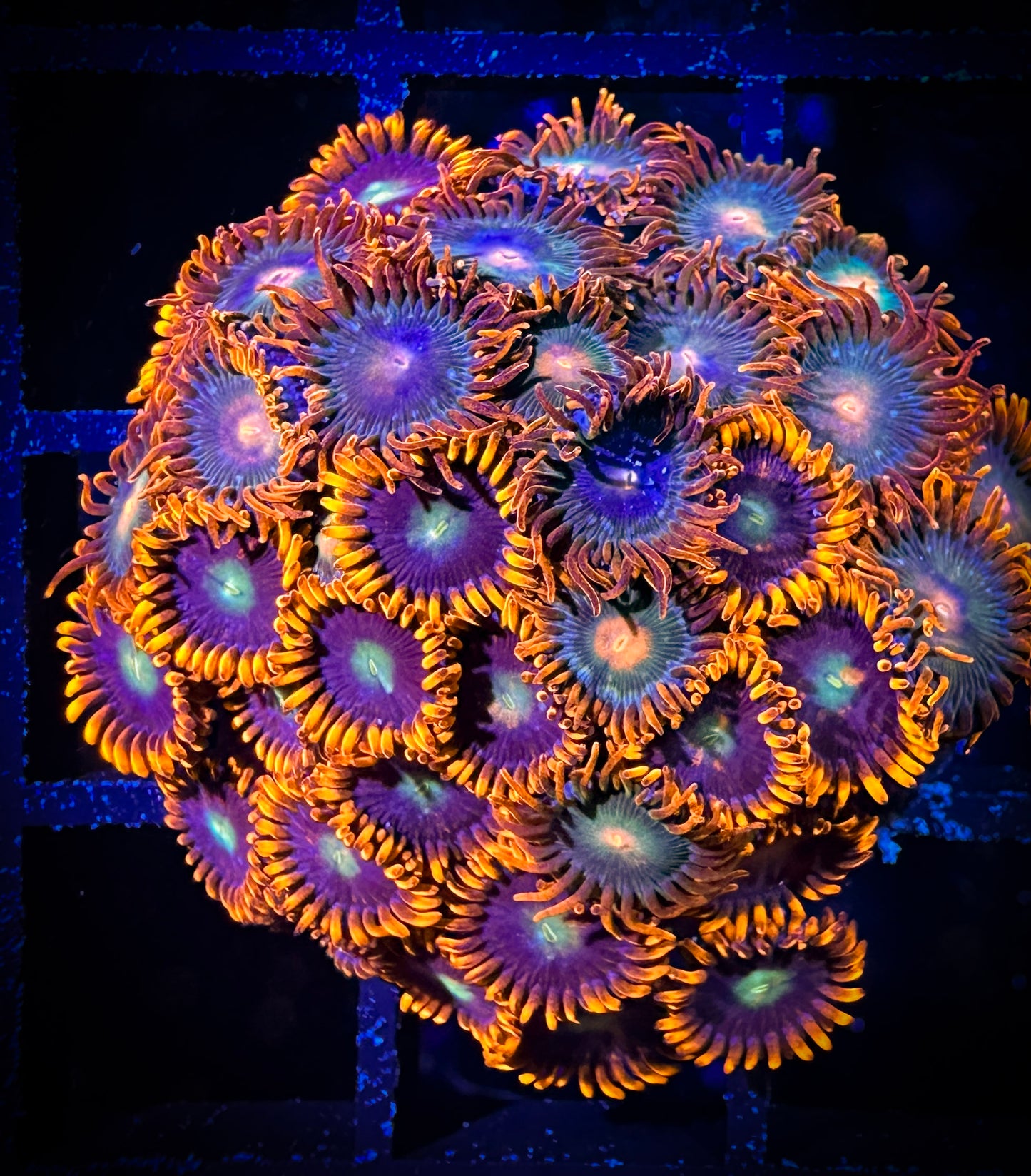 WYSIWYG GC Confused Fireballs and Rockstars Combo 10D3