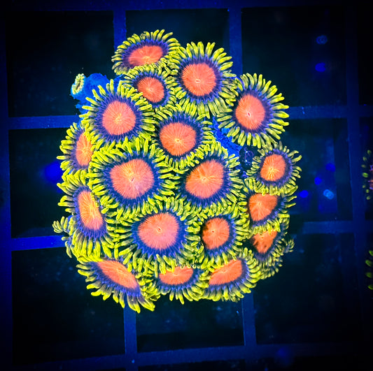 WYSIWYG Dragon Eye Zoanthids Colony 03A3