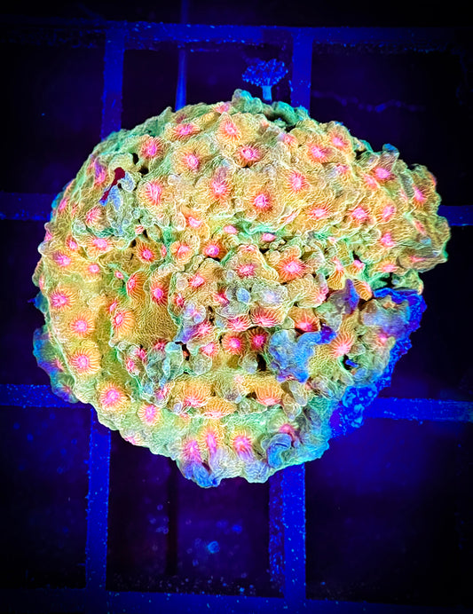 WYSIWYG JF Spellbound Cyphastrea 06F4