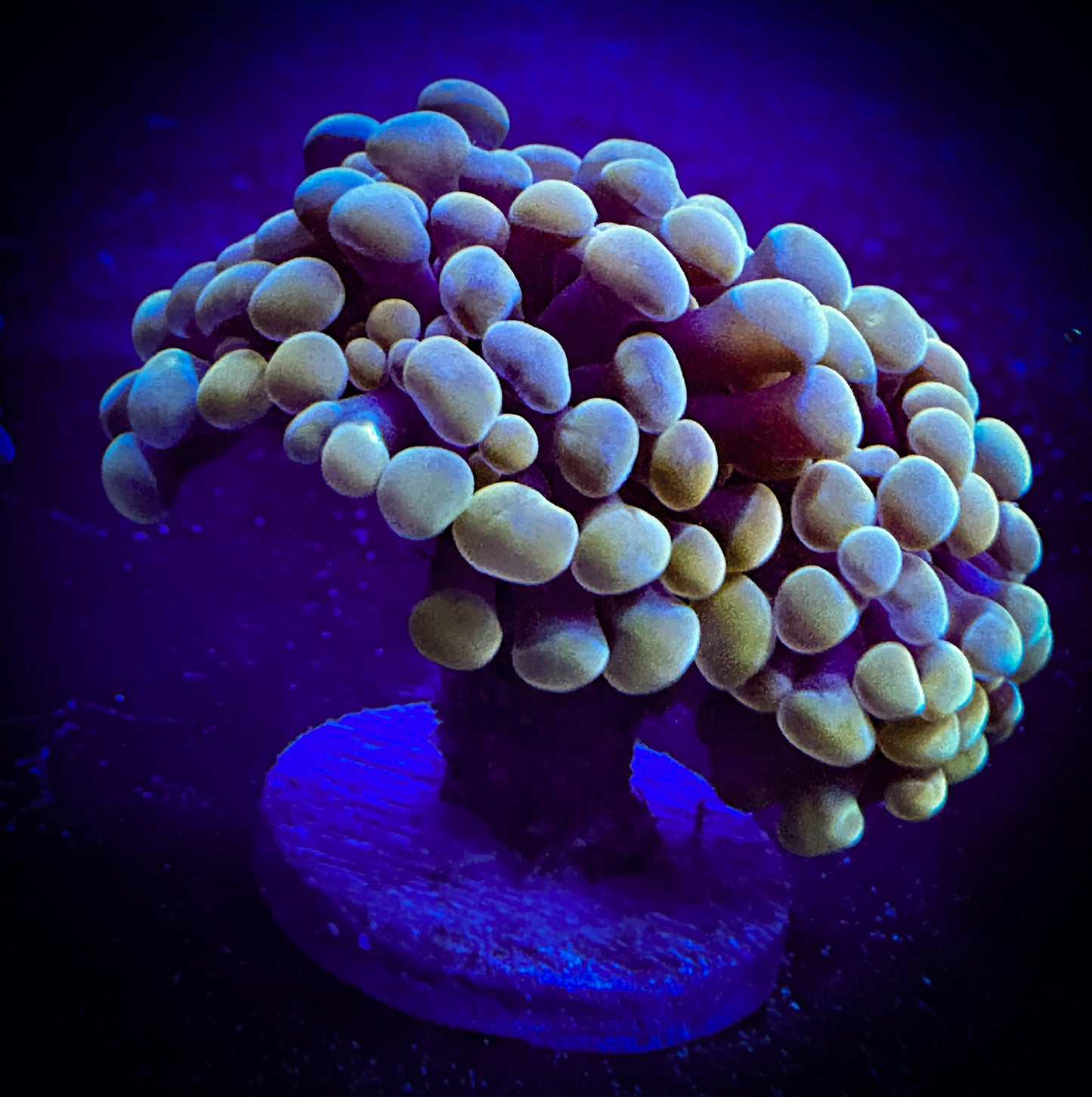 WYSIWYG Gold Branching Hammer Coral, 2 Heads 10D4