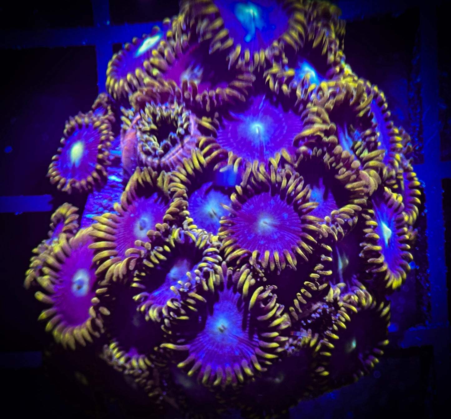 WYSIWYG Blueberry Fields Zoanthids 10D4