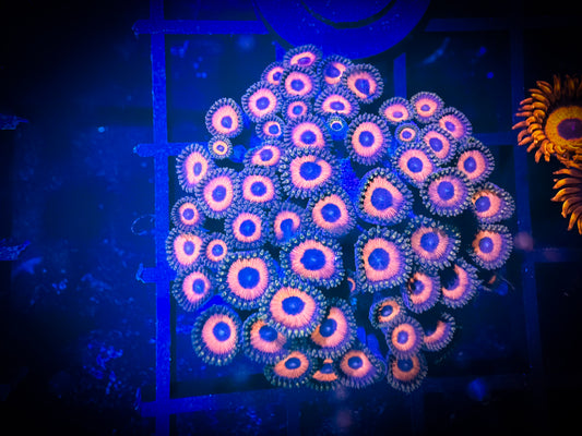 WYSIWYG Watermelon Zoanthids Colony 03C3