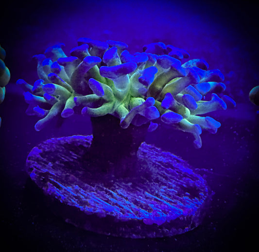 WYSIWYG Neon Green with Purple Tips Hammer Coral 10E1