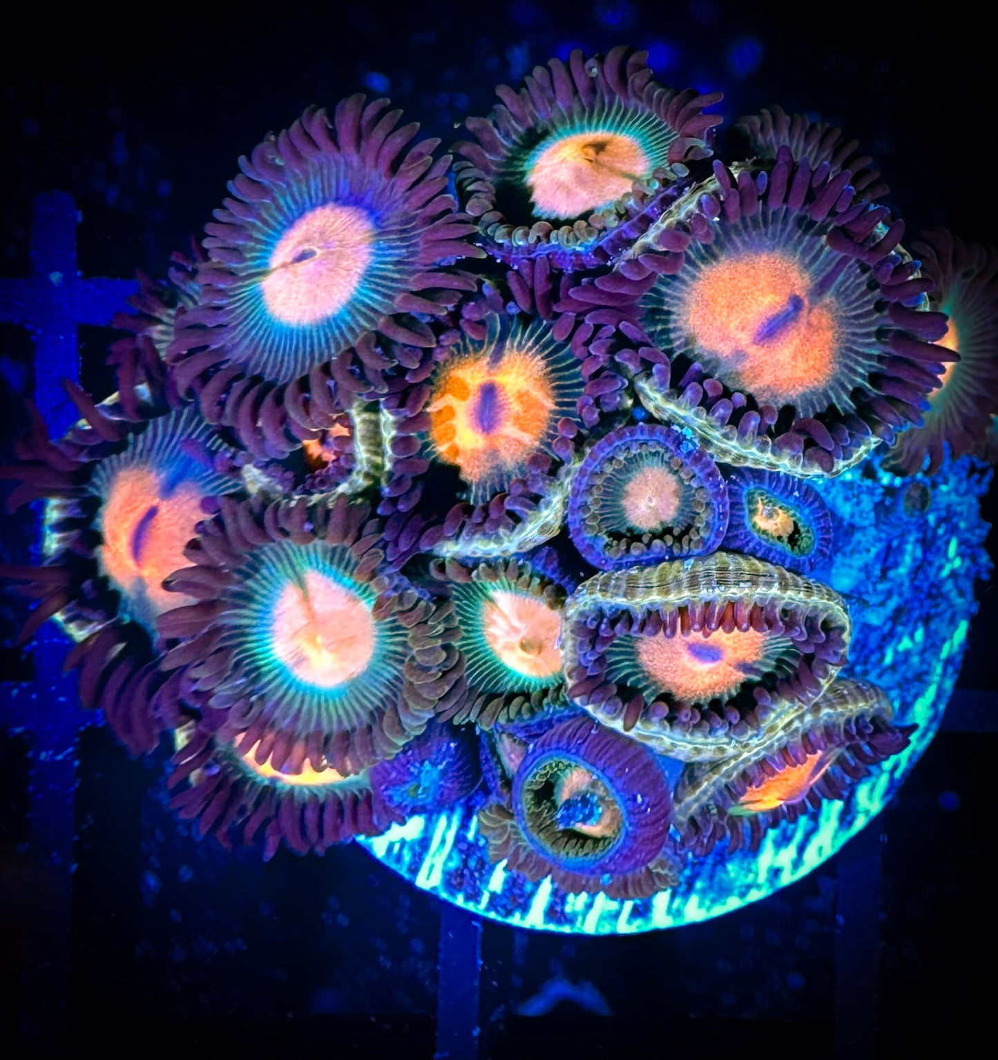 WYSIWYG Red haired Gorilla Nipples Zoanthids 10E1