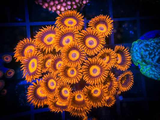 WYSIWYG CB Orange Hornets AKA Oxides Zoanthids Colony 10E2