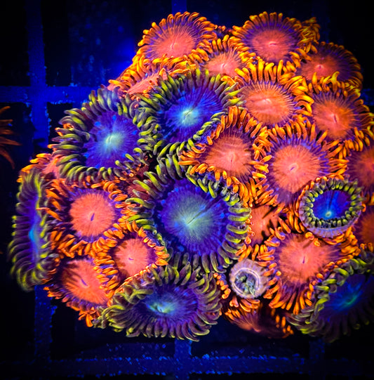 WYSIWYG Blue Horizons Zoa and Bam Bams Combo 10E2