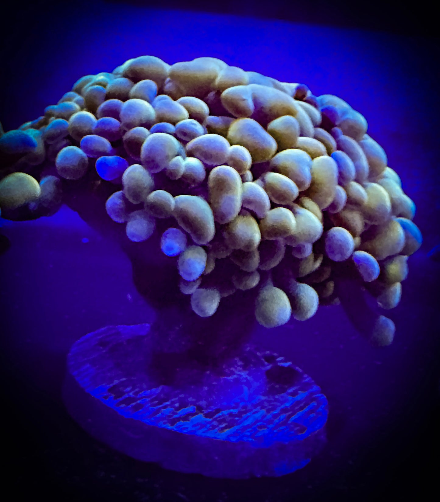 WYSIWYG Premium Gold Branching Hammer Coral 2 heads 10E2