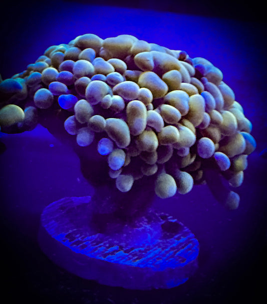 WYSIWYG Premium Gold Branching Hammer Coral 2 heads 10E2