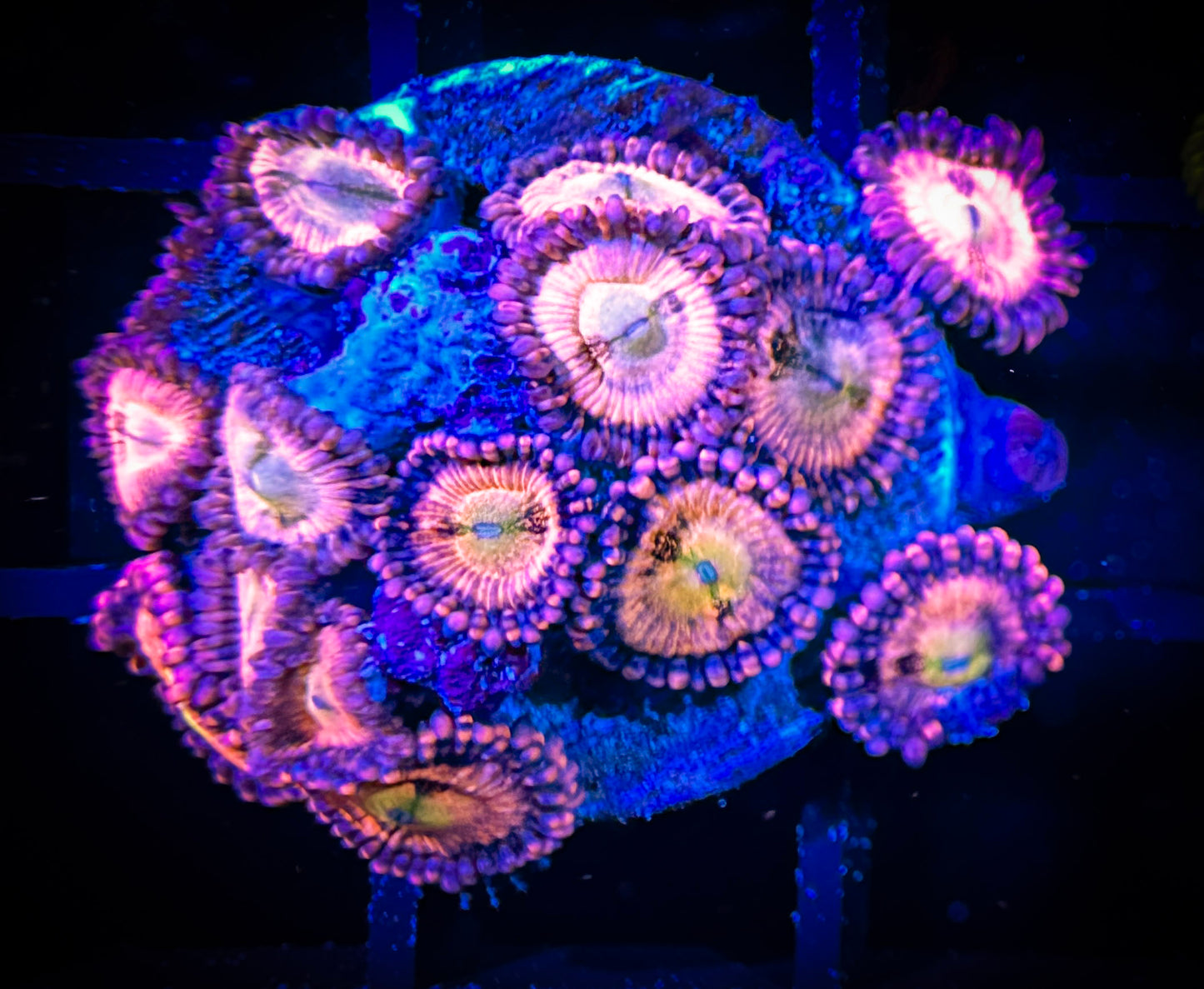 WYSIWYG WWC Halle Berry Zoanthids Large Frag 10E3