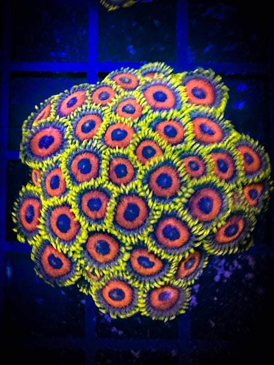 WYSIWYG Eagle Eyes Zoanthids Colony 06F4