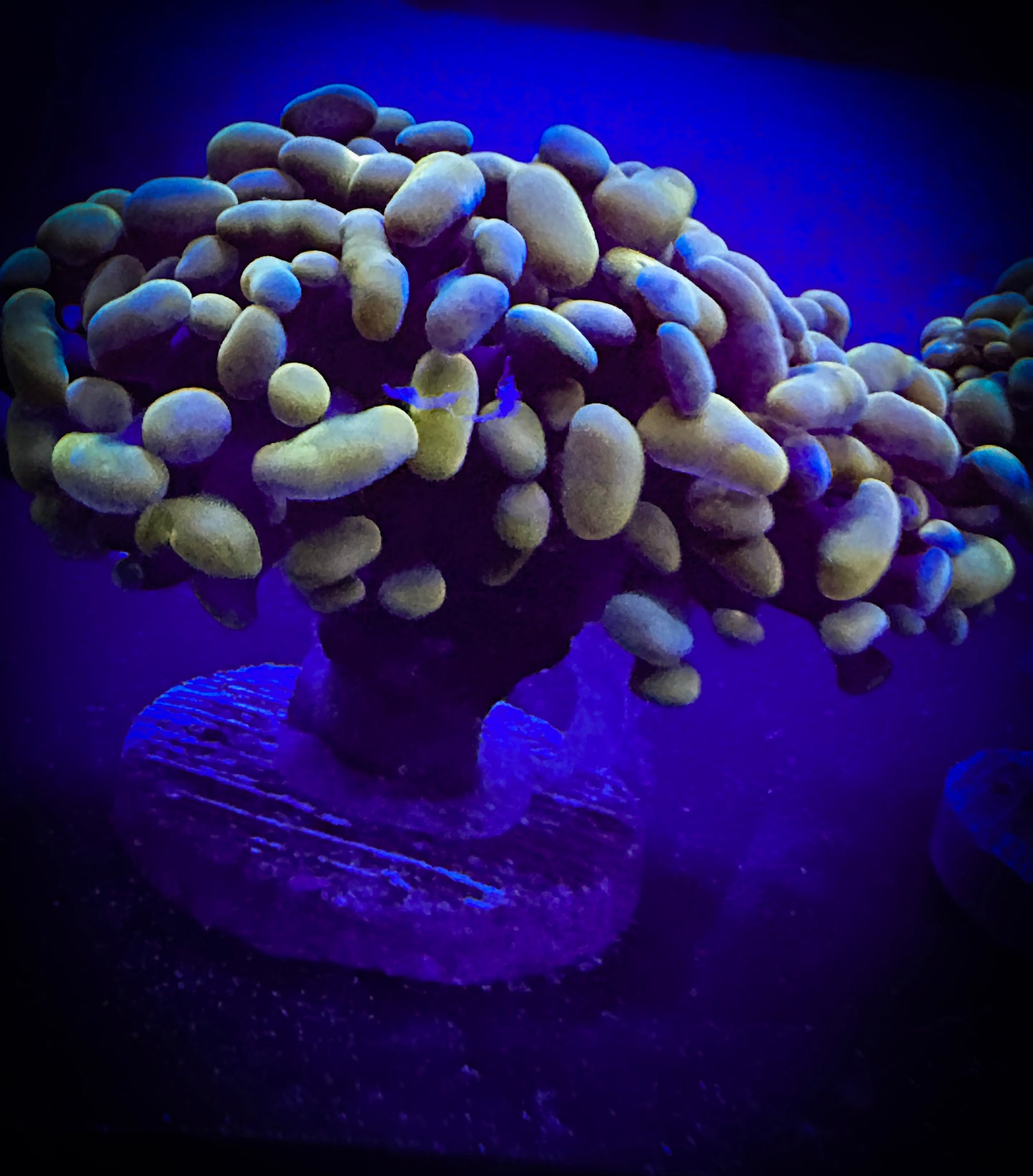 WYSIWYG Premium Gold Branching Hammer Coral 2 heads 10E3