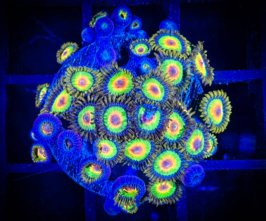 WYSIWYG Rastas Zoanthids Large Frag 10E4