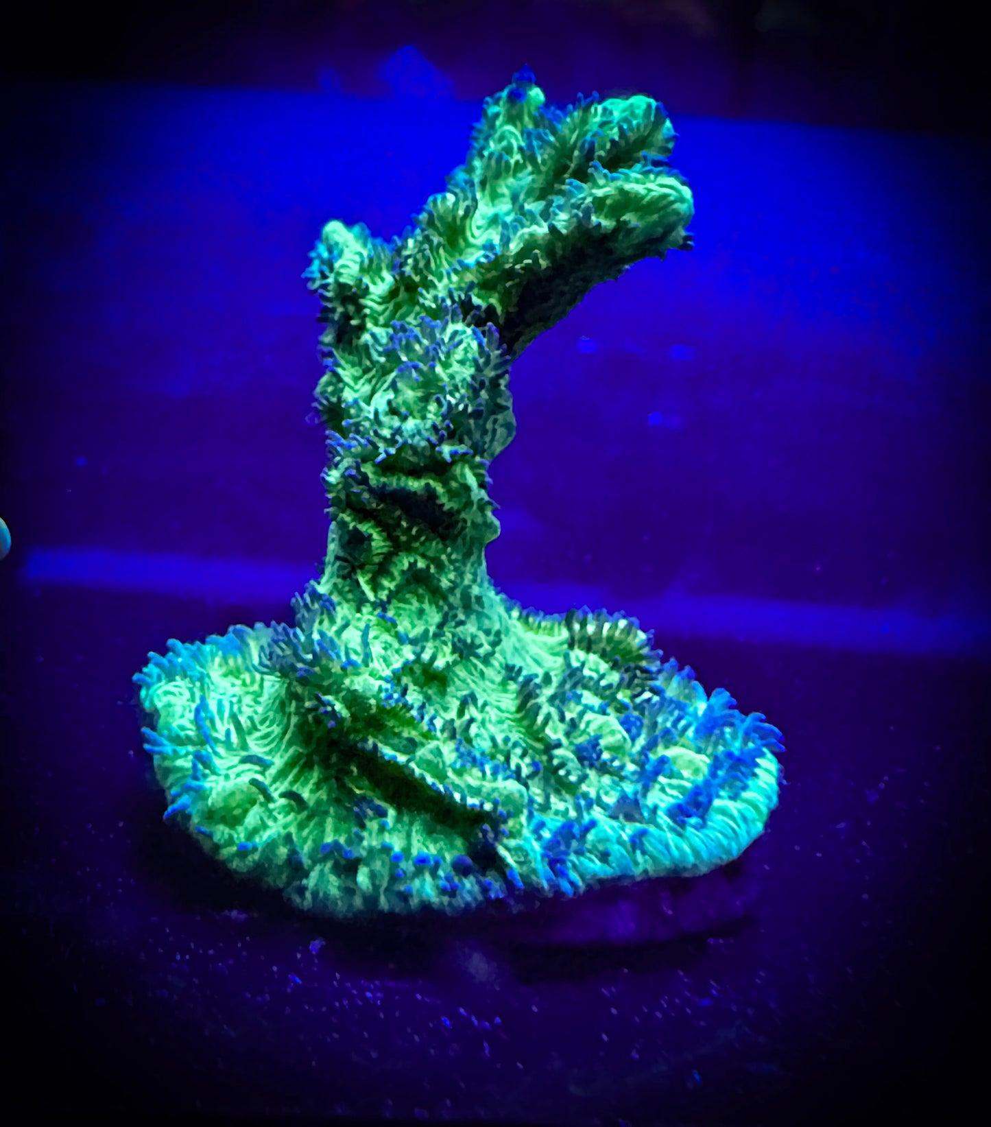 WYSIWYG JF Limelight Hydnophora 10E4