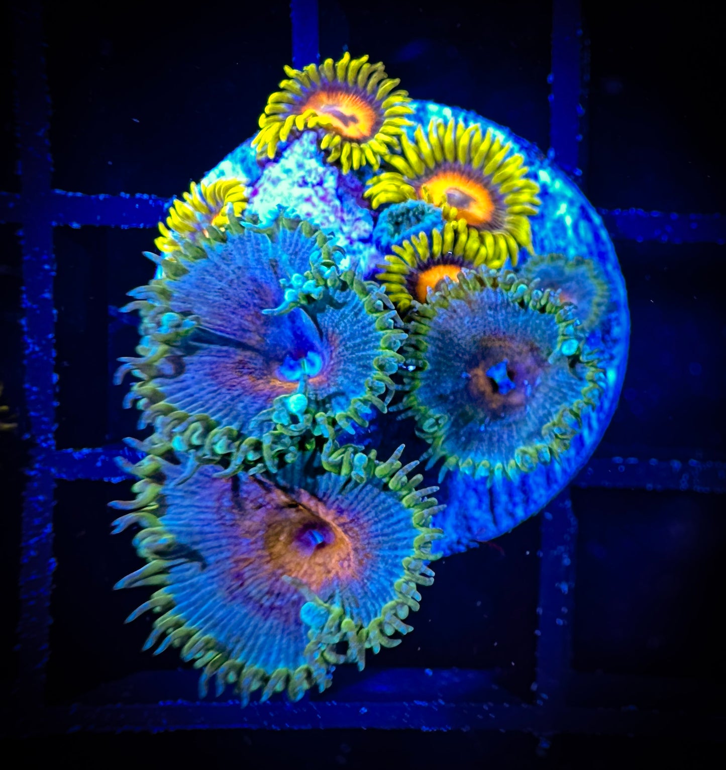 WYSIWYG Captain America Paly paired with Super Sunflower 10E4