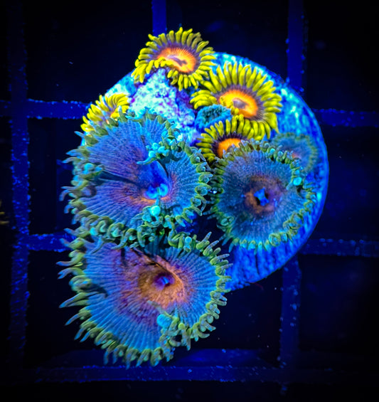 WYSIWYG Captain America Paly paired with Super Sunflower 10E4