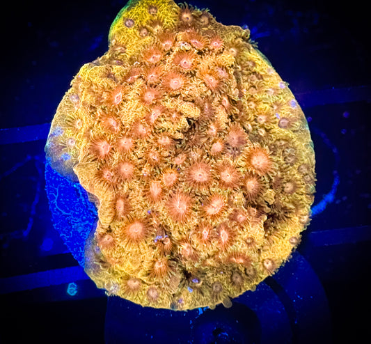 WYSIWYG Hi-C Cyphastrea 10F1