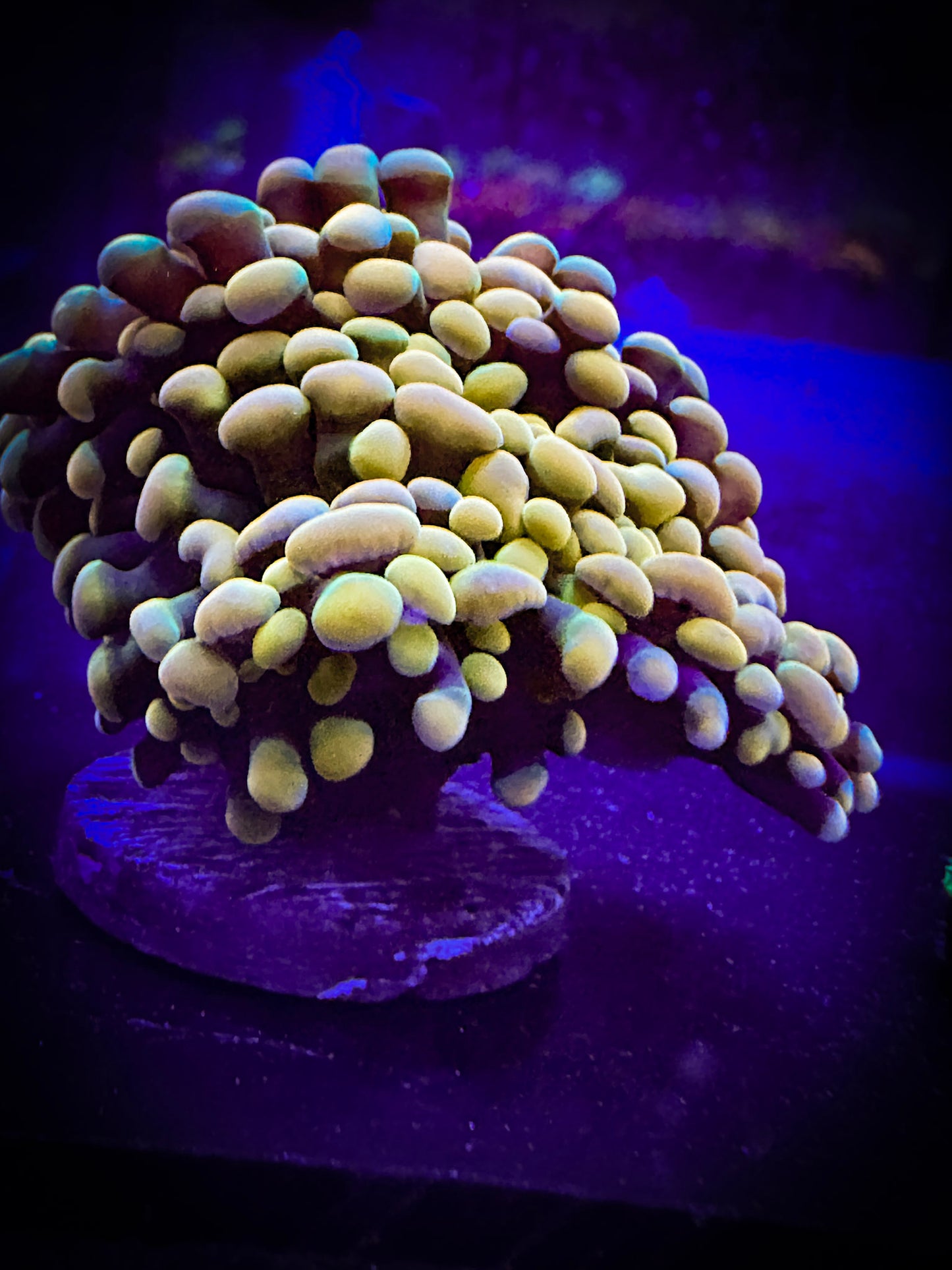 WYSIWYG Bright Indo Gold Branching Hammer Coral 10F1