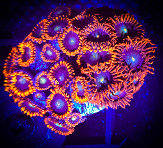 WYSIWYG GC Confused Fireballs Zoanthids Mini Colony 10F1