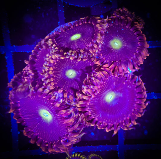 WYSIWYG Bozo Birthday Zoanthids Large Frag 10F2