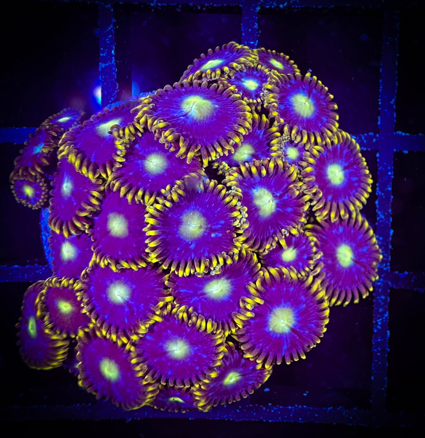 WYSIWYG Blue Horizons Zoanthids Colony 10F3