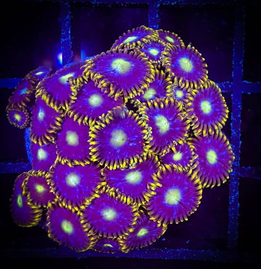 WYSIWYG Blue Horizons Zoanthids Colony 10F3