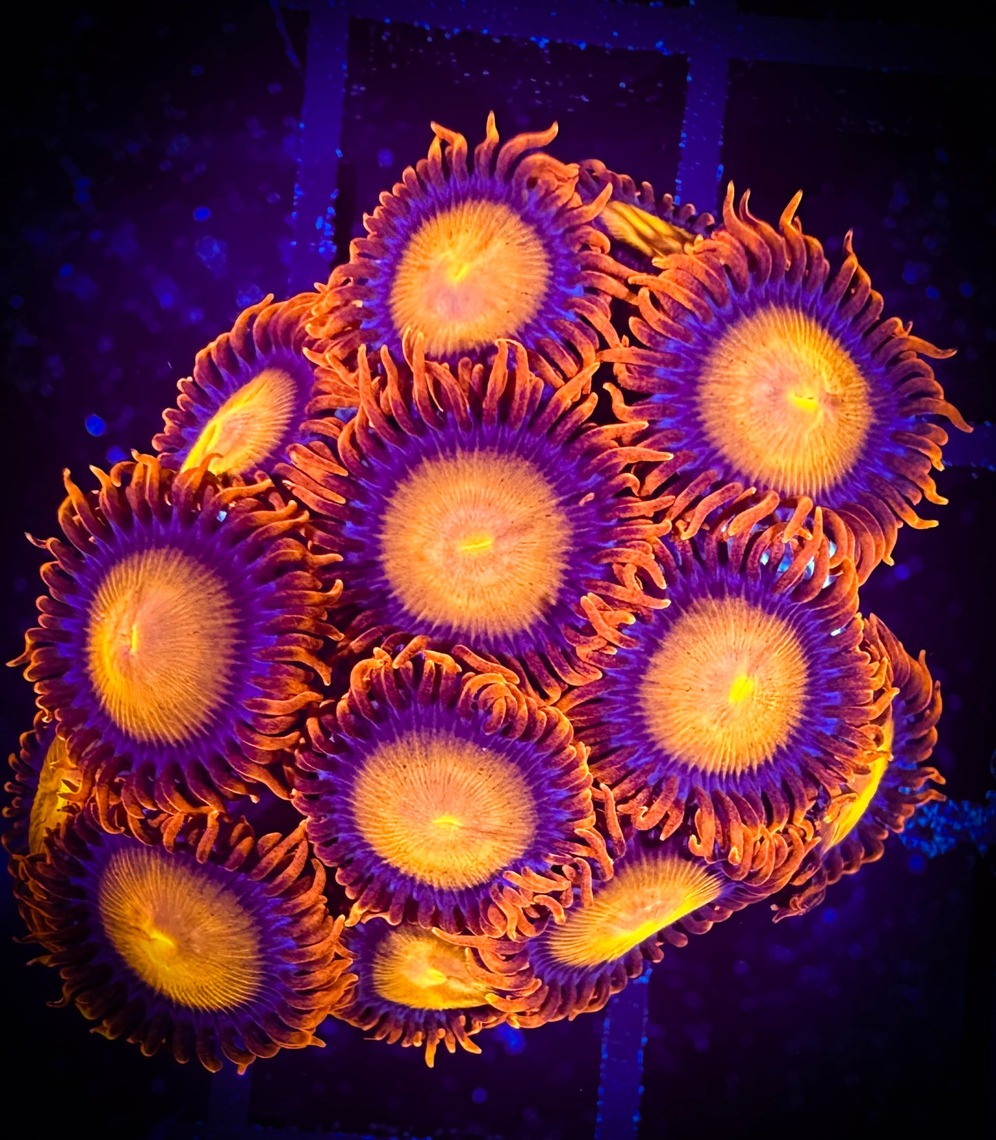 WYSIWYG Angry Birds Zoanthids Frag 10F3