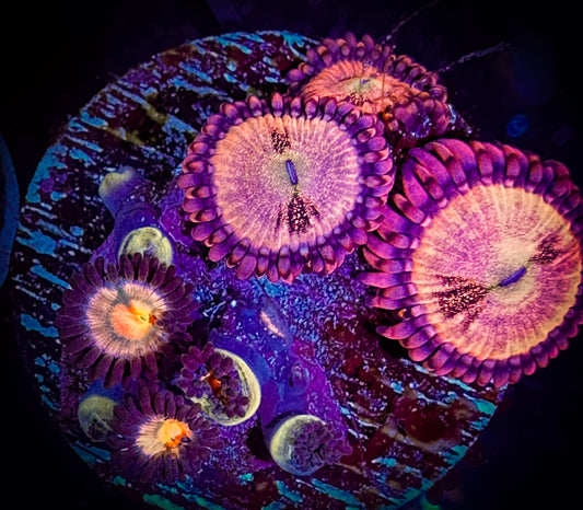 WYSIWYG Sunkissed & WWC Halle Berry Zoanthids 10F4