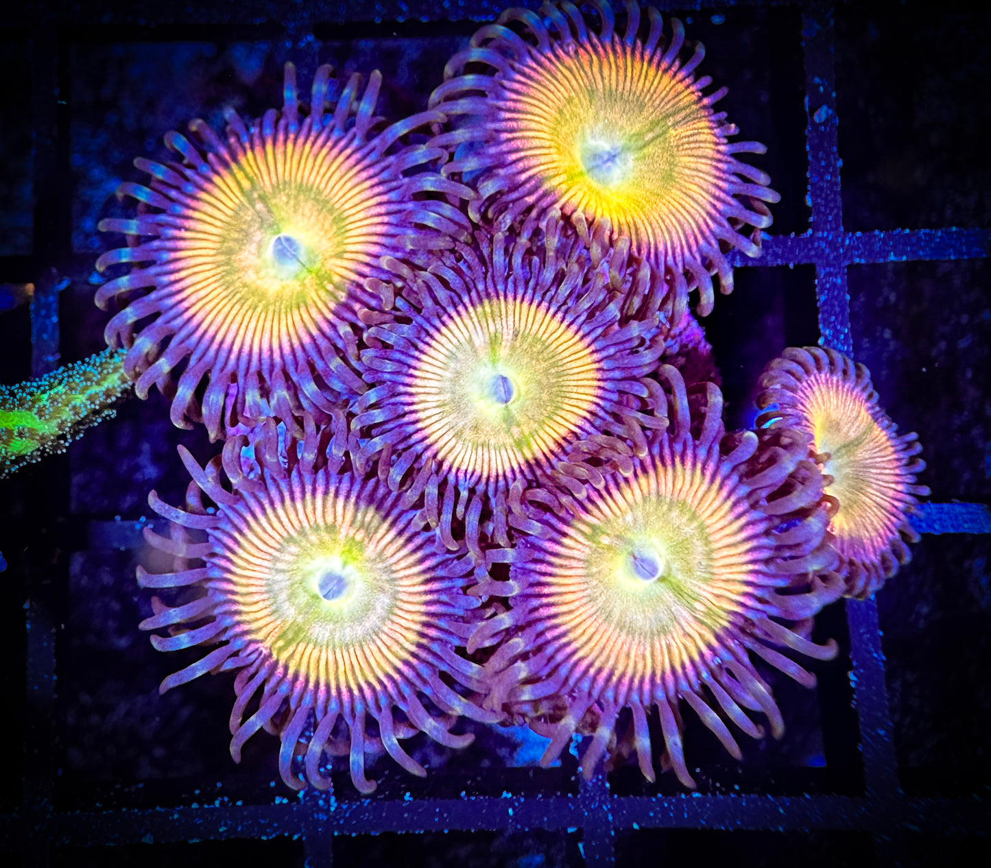 Sunny D's Zoanthids