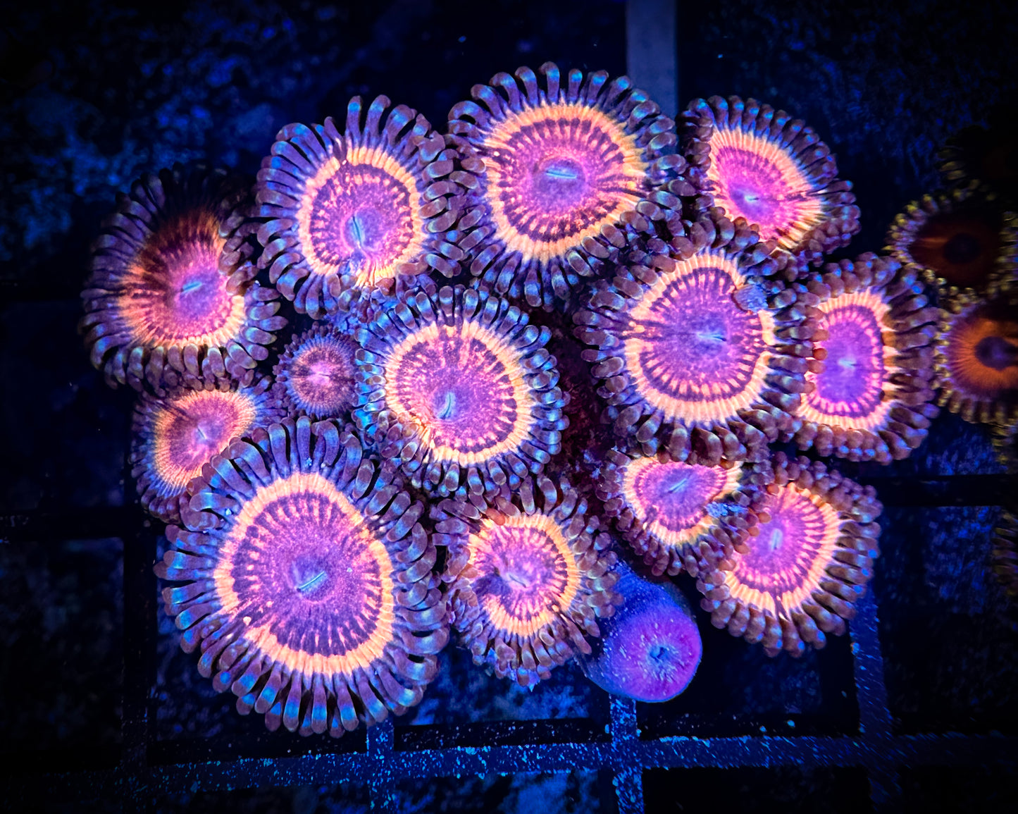 WYSIWYG CC Bloodsuckers Zoanthids Large Frag 01B2