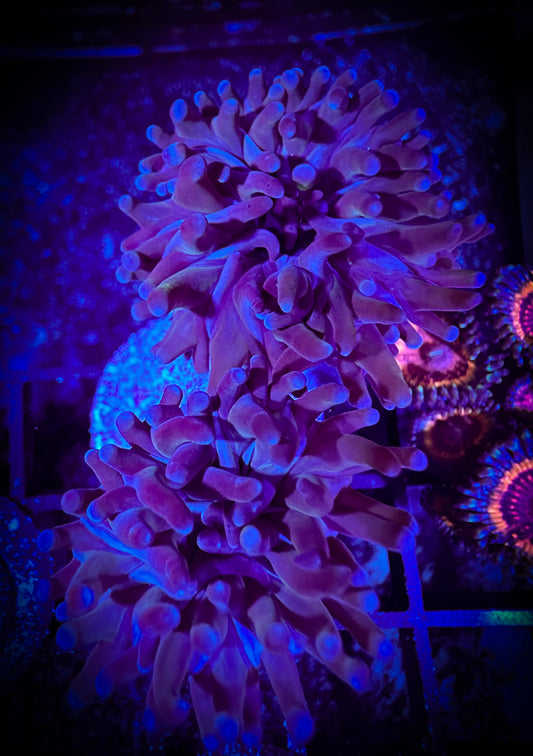 WYSIWYG Purple Hammer Coral 2 heads 07B1